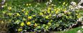 Creeping oregon grape,creeping barberry,prostrate barberry